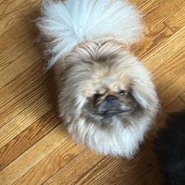 Peaches - Pekingese
