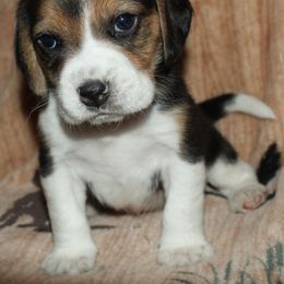 Las Vegas Salt Lake City Winston - Black white and tan male Beagle puppy in Spring Creek, Nevada from Battleborn Aussies and Beagles