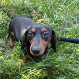 Poppy - Dachshund