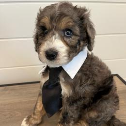 Easton - Blue merle male Bernedoodle puppy in Garrettsville, Ohio from Sunset Family Farm