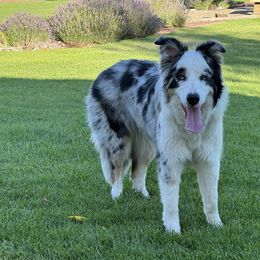 Prada - Border Collie