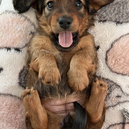 Dachshund Puppies from Texas Tiny Tales