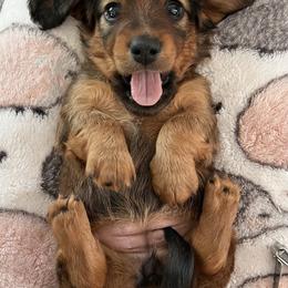 Dachshund Puppies from Texas Tiny Tales