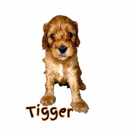 Tigger - Red male Australian Labradoodle puppy in Upland, California from Kings Labradoodles