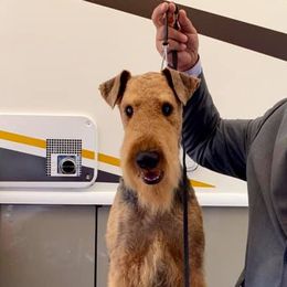 Airedale Terriers from Susan's Airedale Terriers