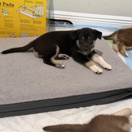Lapponian Herder Puppies from Frozen Kennel