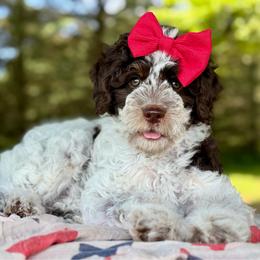 Purple - Parti female Goldendoodle puppy in Hesperia, Michigan from Red Acres Poodles & Doodles