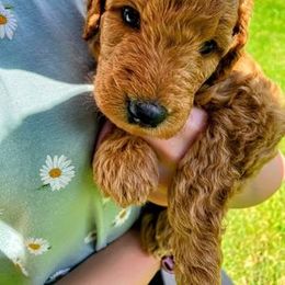 "Orange (male)" Goldendoodle Puppies from Goshen Doodles