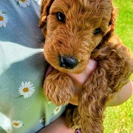 "Orange (male)" Goldendoodle Puppies from Goshen Doodles