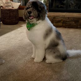 Bernedoodle and Goldendoodle Puppies from A.N.A. Doodles