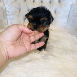 Harper - Black and gold female Yorkshire Terrier puppy in Hesperia, California from Toy Treasure Yorkies