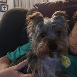 Charlie - Yorkshire Terrier