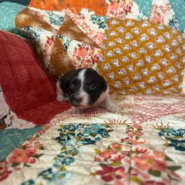 Girl 3 - Black and white female Havanese puppy in Reese, Michigan from Windy Hill Havanese