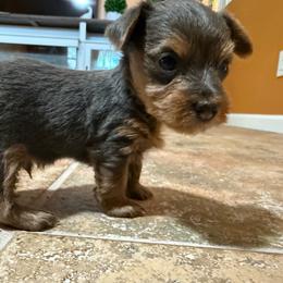 Silvio - Blue and gold male Yorkshire Terrier puppy in Pomona, California from Lunio's Yorkies