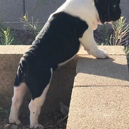 French Bulldog Puppies from Scrumptious Paws