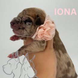 Iona - Merle female Great Dane puppy in Michigan from Ohana Great Danes of Michigan