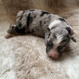 Cody - Blue merle male Australian Shepherd puppy in Bethany, Connecticut from Wynter Thyme Manor Australian shepherds