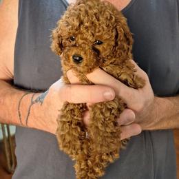 Zuri - Red  female Poodle puppy in Pottersville, Missouri from Christina Miller's Poodles