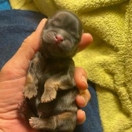 Baron VonBouldersein 'Bear' - Brindle male Shih Tzu puppy in Hematite, Missouri from Free Range Shih Tzus