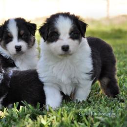 Australian Shepherd Puppies from Dovehawk Australian Shepherds