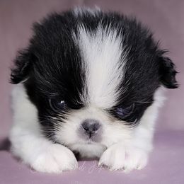 Ronon - Black tan and white male Japanese Chin puppy in Johnson City, Tennessee from Erin & Friends Japanese Chin