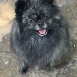 Xena - Pomeranian
