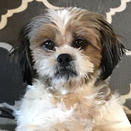 Shih Tzus from Judy Bowersox's Shih Tzu