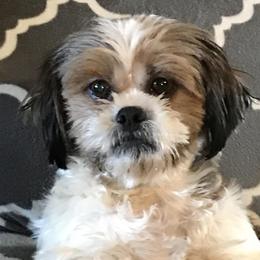 Shih Tzus from Judy Bowersox's Shih Tzu