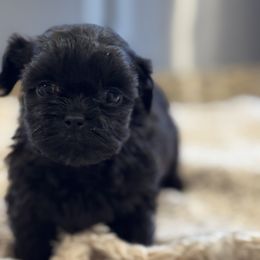 Cavapoo and Shihpoo Puppies from Haus of Doodles