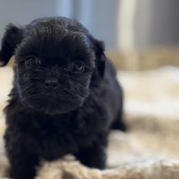 Cavapoo and Shihpoo Puppies from Haus of Doodles