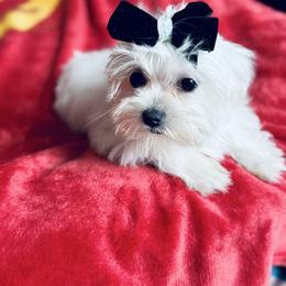 Girl 2 - White female Maltese puppy in Massachusetts from Happy Tail Yorkies and Maltese