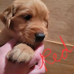 Red collar - Dark golden male Golden Retriever puppy in Brush Prairie, Washington from Paradise Peaks