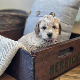 Cavapoo and Dachshund Puppies from Barnyard Dachshunds, Dals & Doodles