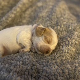 Cocker Spaniel Puppies from Lady K Cocker Spaniels