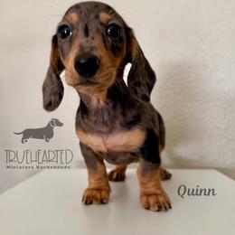 Quinn - Dapple female Dachshund puppy in Royse City, Texas from Truehearted Miniature Dachshunds