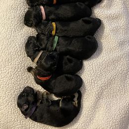 American Corgi and German Shepherd Puppies from Grace Ridge Shepherds and Corgis