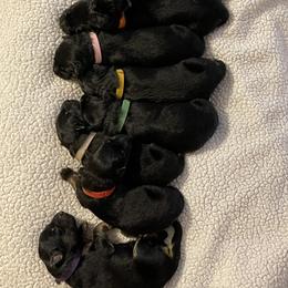 American Corgi and German Shepherd Puppies from Grace Ridge Shepherds and Corgis