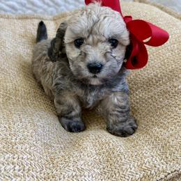 Cali - Black and silver female Havapoo puppy in Pleasant Grove, Utah from Snuggle Buddies