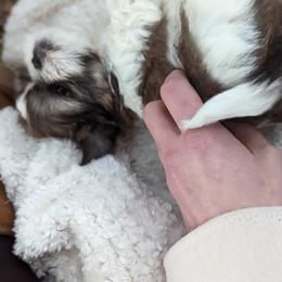 Shih Tzu Puppies from We Shih Tzu Not!
