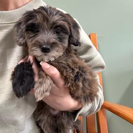 Mercy - Brindle female Poodle puppy in Jonesville, North Carolina from Richardson Family Farms, LLC