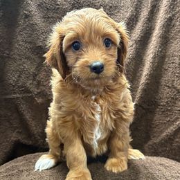 Girl 3 - Apricot female Goldendoodle puppy in Maumee, Ohio from Bell's Doodles