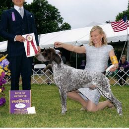 Cruz - German Shorthaired Pointer