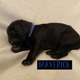 German Shepherd Puppies from High Voltage GSD