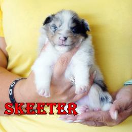 Skeeter - Boy - Blue merle male Toy Shetland Sheepdog puppy in Frazeysburg, Ohio from Mountain High Kennels