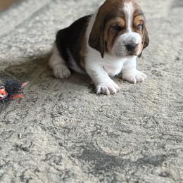 Celine - Brown black and white female Basset Hound puppy in Guys Mills, Pennsylvania from Hidden Heart Basset Hounds
