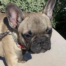 French Bulldogs from Robbi's French Bulldogs