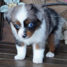 Girl 1 - female Miniature Australian Shepherd puppy in Lawton, Oklahoma from Lindsey’s Aussies