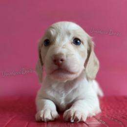 Malibu Ken - Cream male Dachshund puppy in Chandler, Arizona from Vonaducci Doxies, LLC.