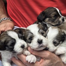 Havanese puppies from GoldDust Havanse