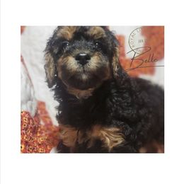 Girl 2 - Phantom Poodle puppy in Heber City, Utah from Doodles-by-Delilah